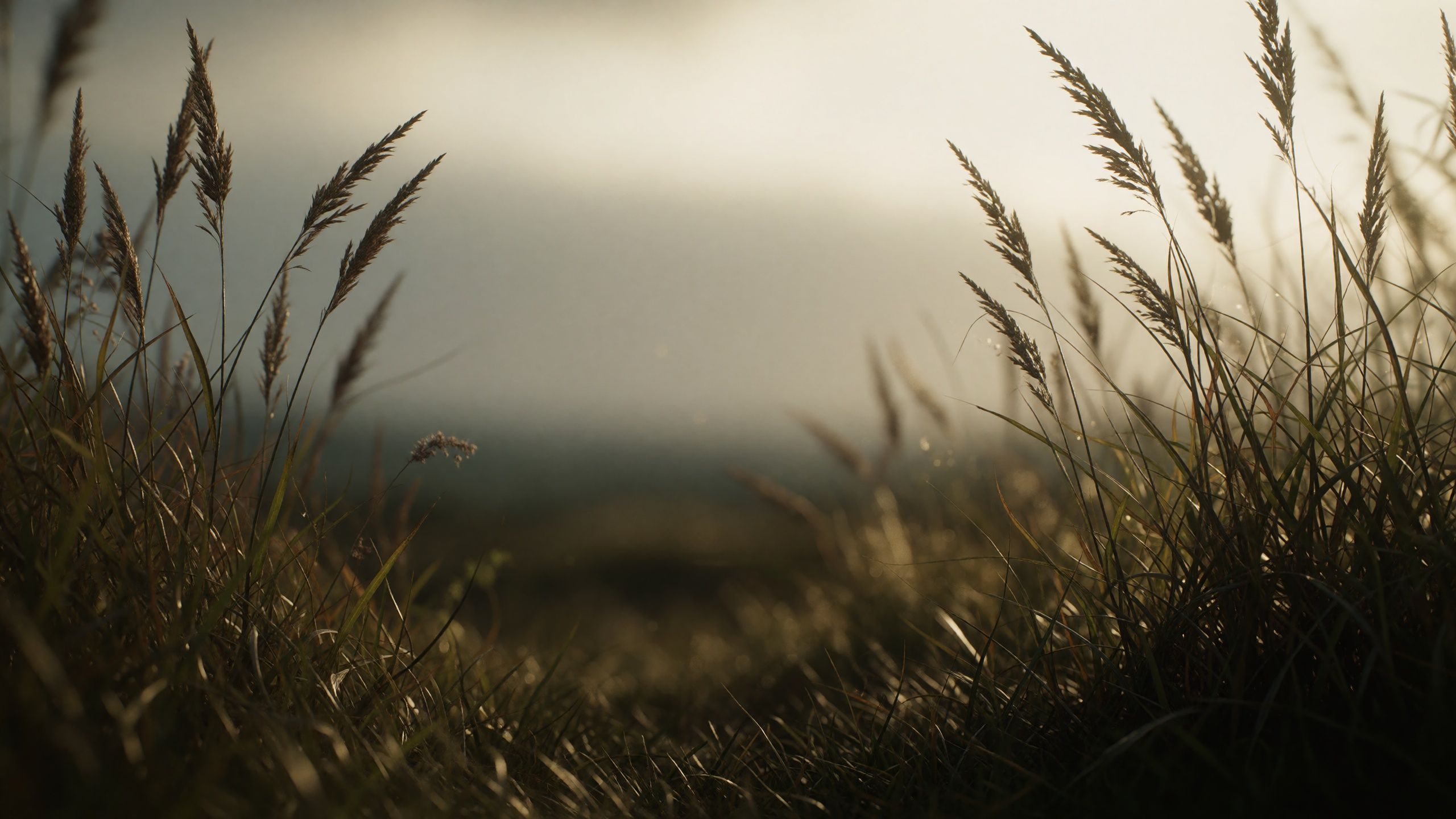 Naturkulisse „Gräser im Gegenlicht“
