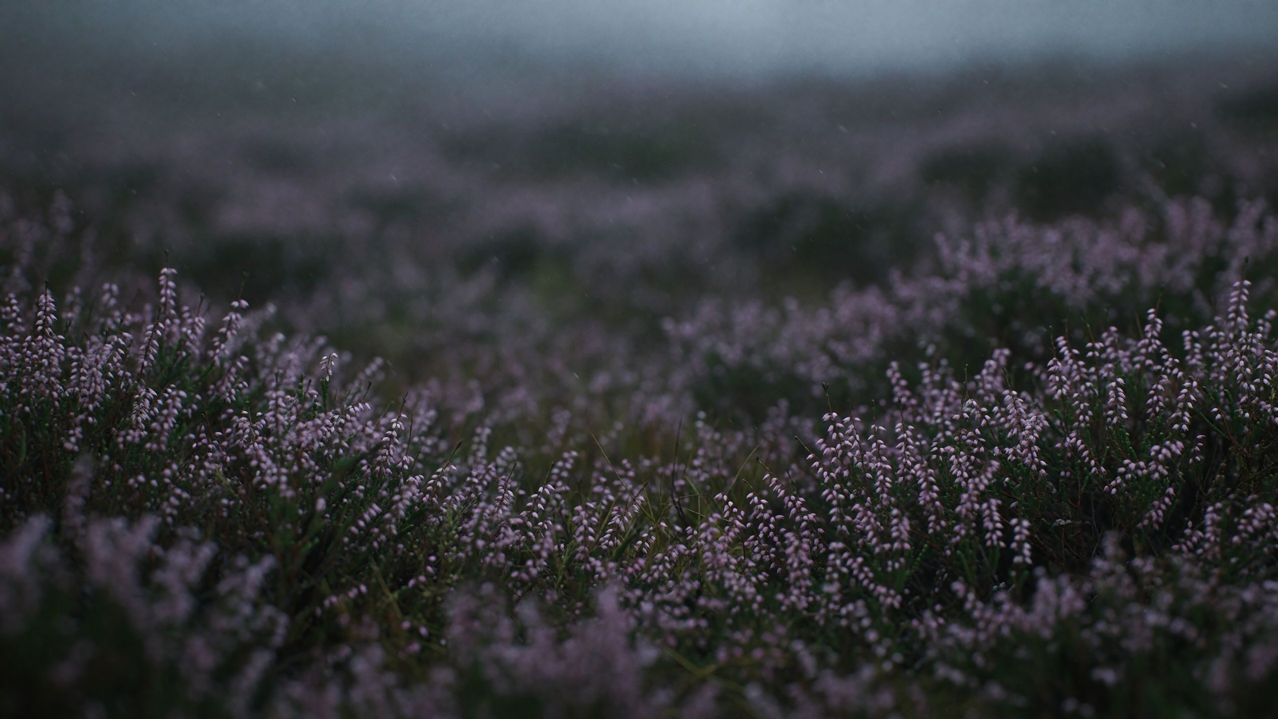Naturkulisse „Heide“